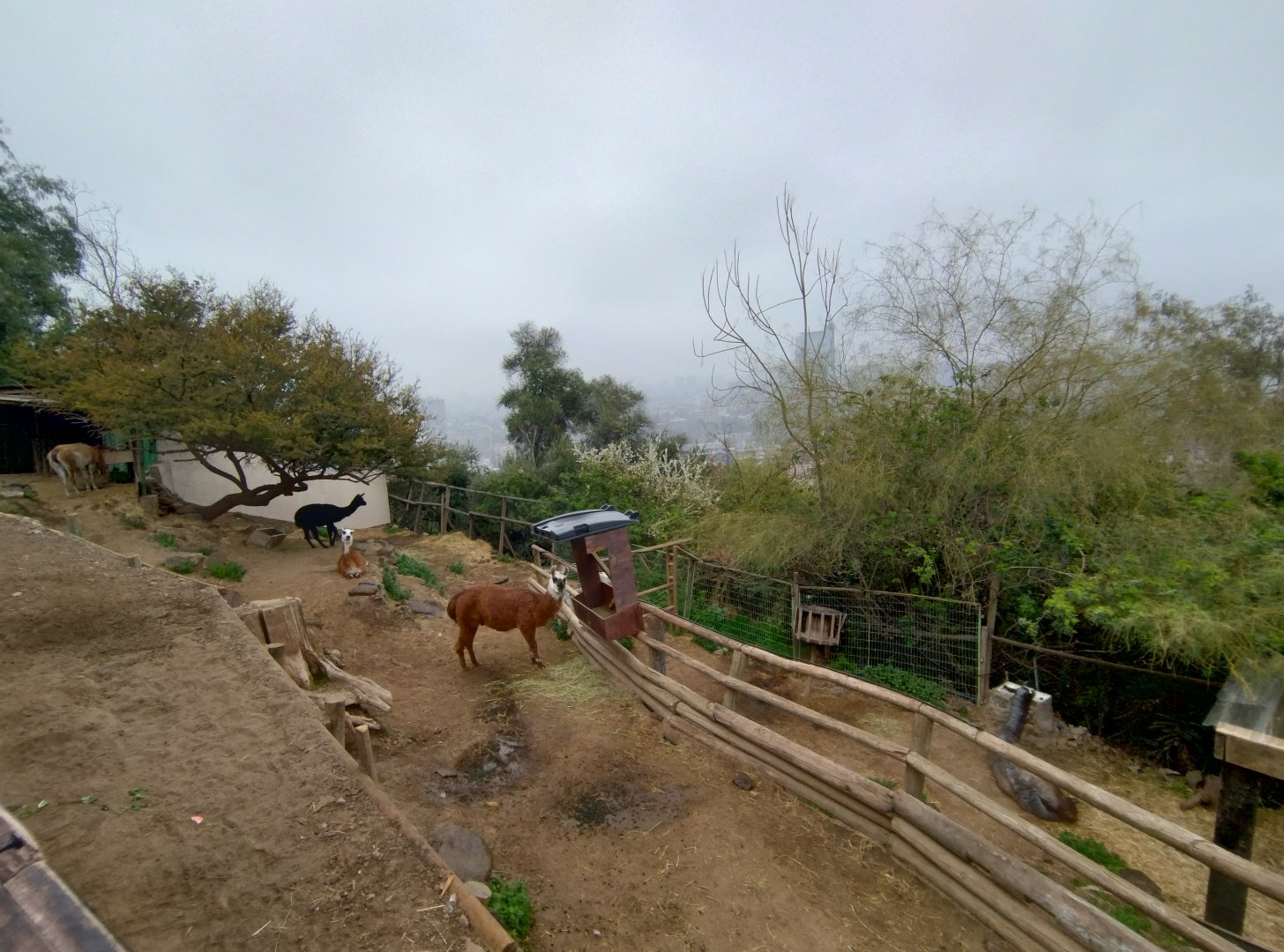 Llama exhibit - Santiago zoo (Zoologico nacional)