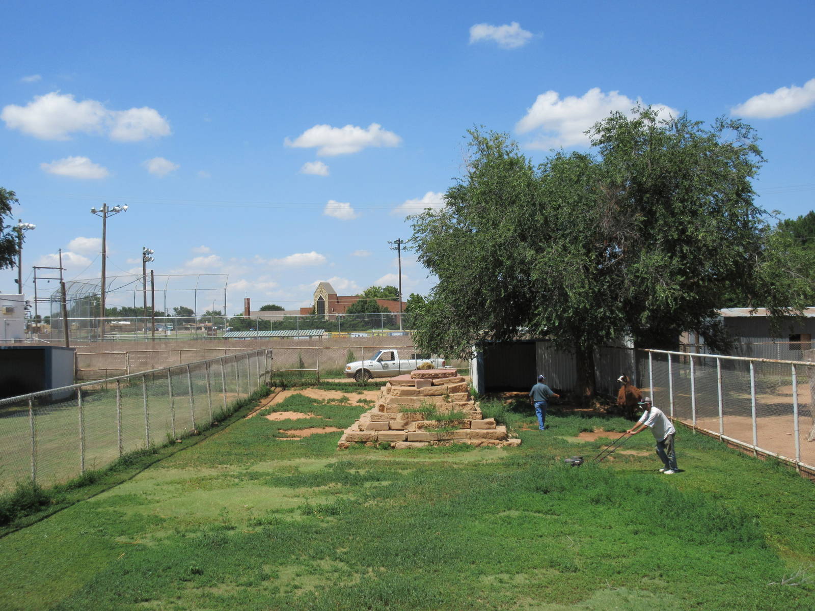 Llama Exhibit (with groundsmen)
