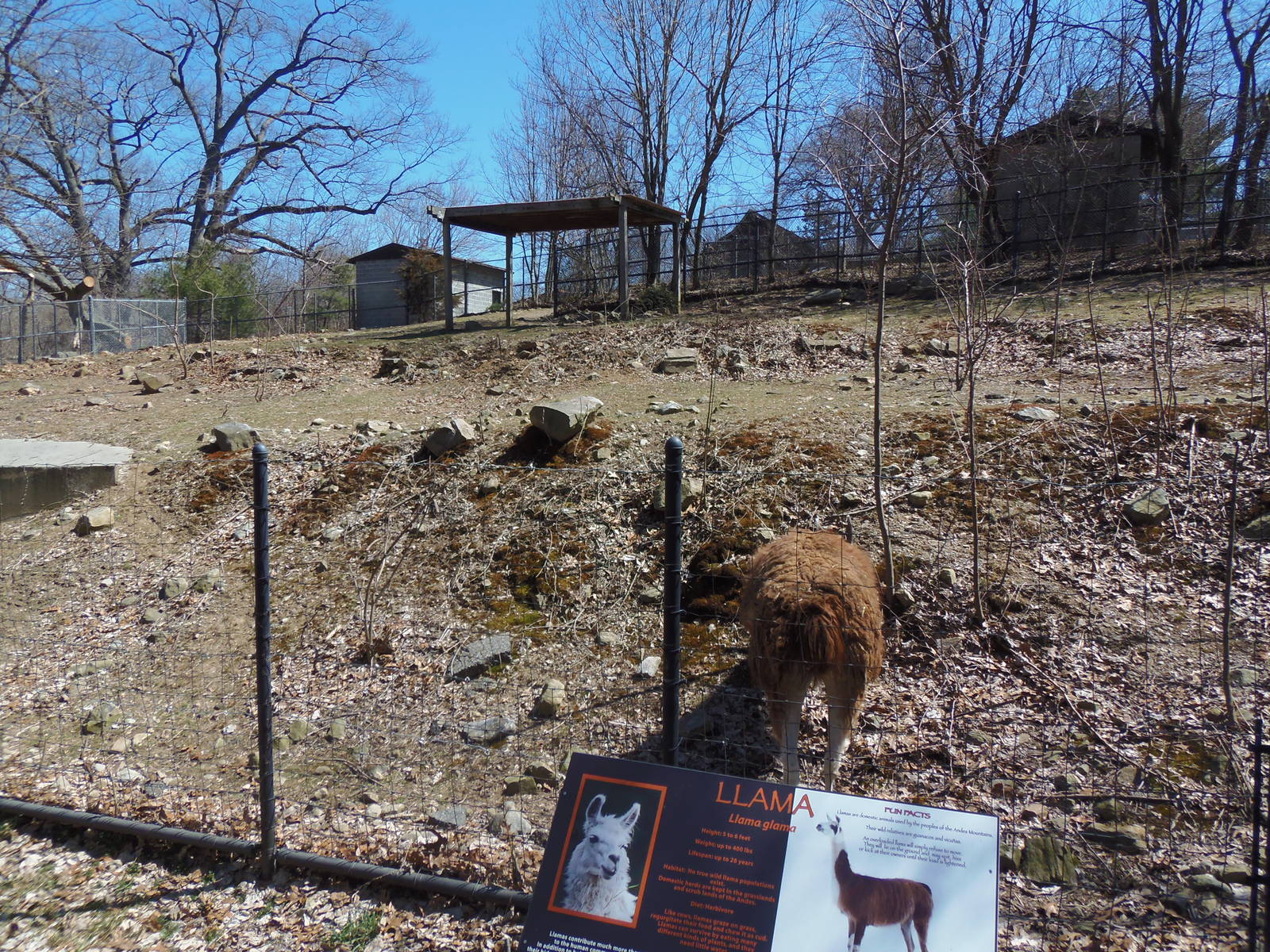 Llama Exhibit