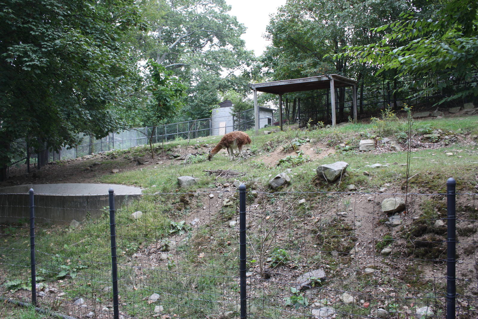 Llama Exhibit