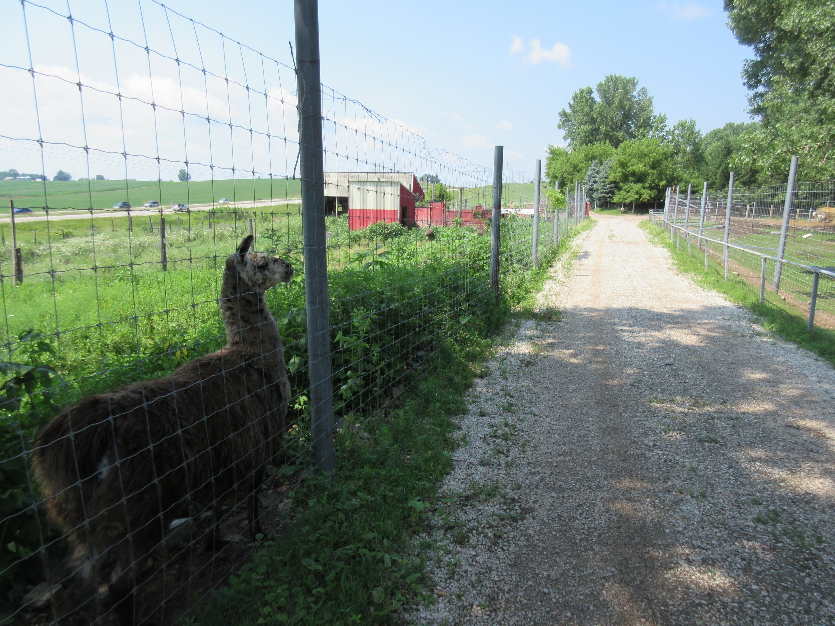 Llama Exhibit