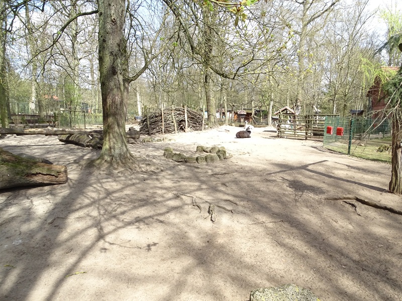 Llama / greater rhea enclosure