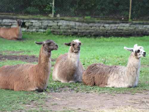 Llama in High Park