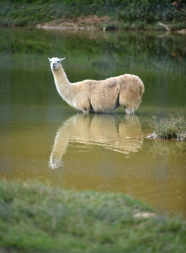 llama in lake