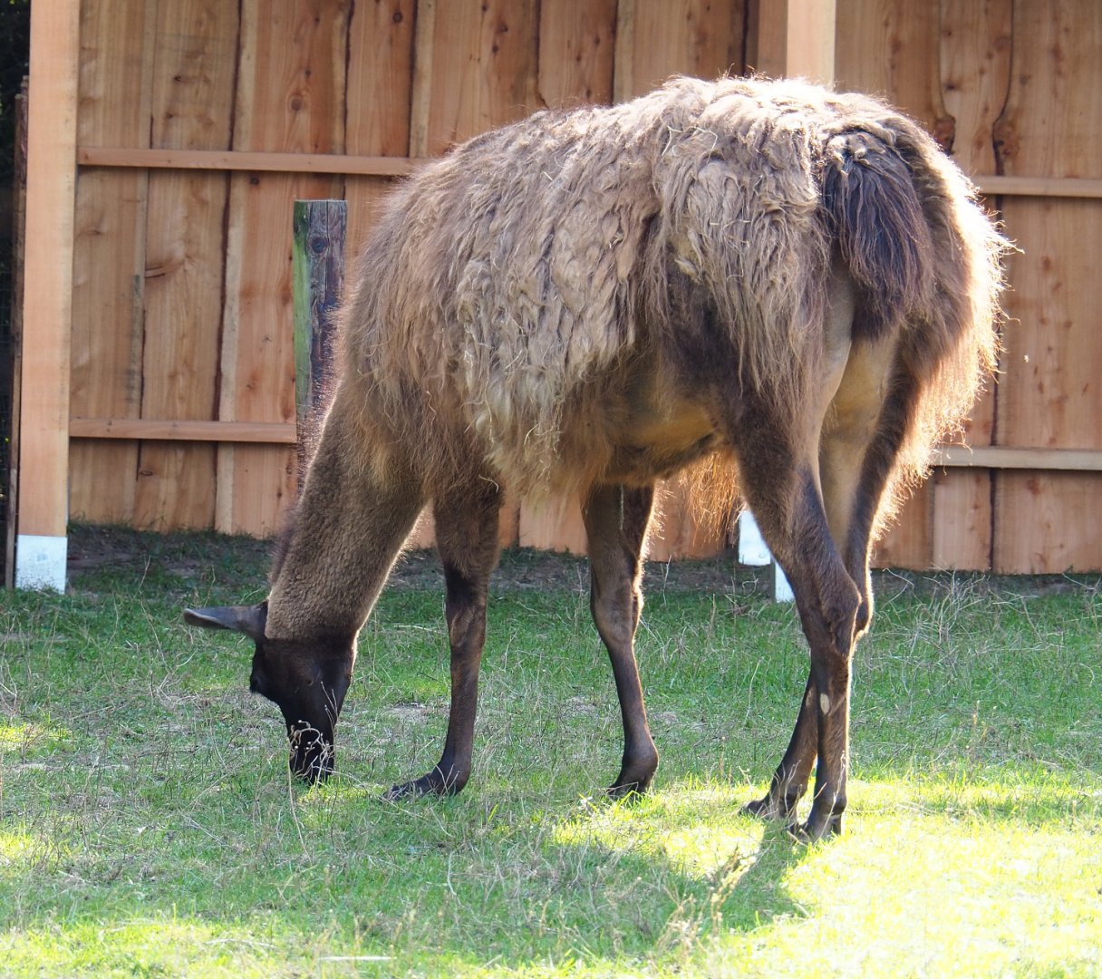 Llama (Lama glama), 2020-09-12