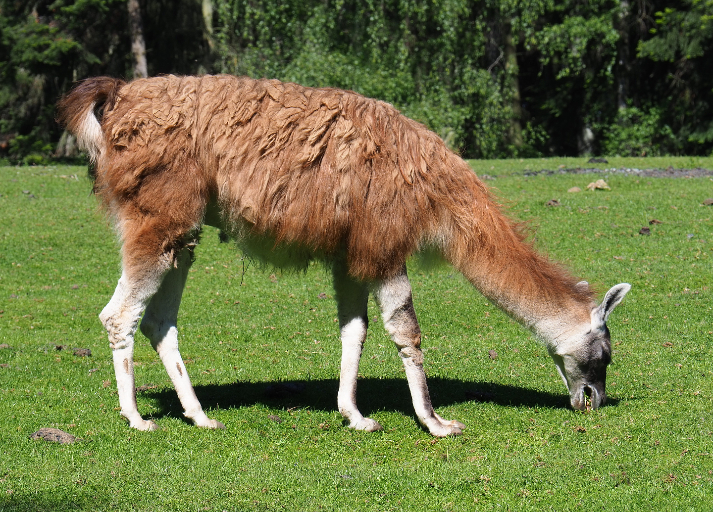 Llama (Lama glama), 2021-05-29