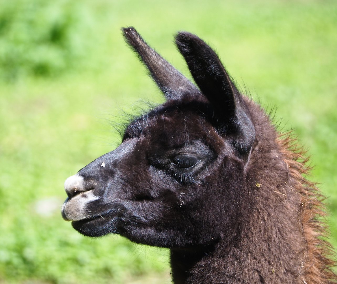 Llama (Lama glama), 2021-05-29