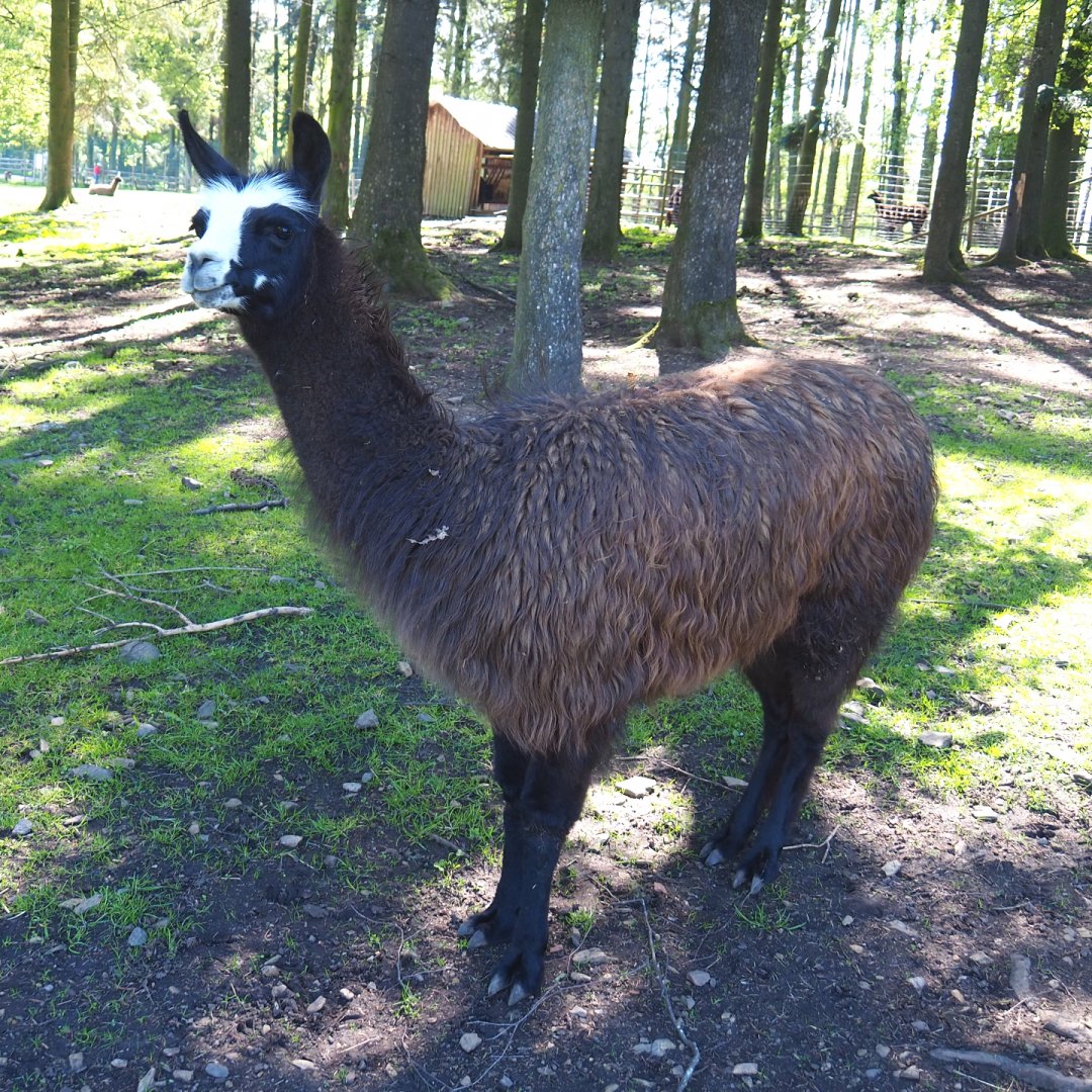 Llama (Lama glama), 2021-05-29