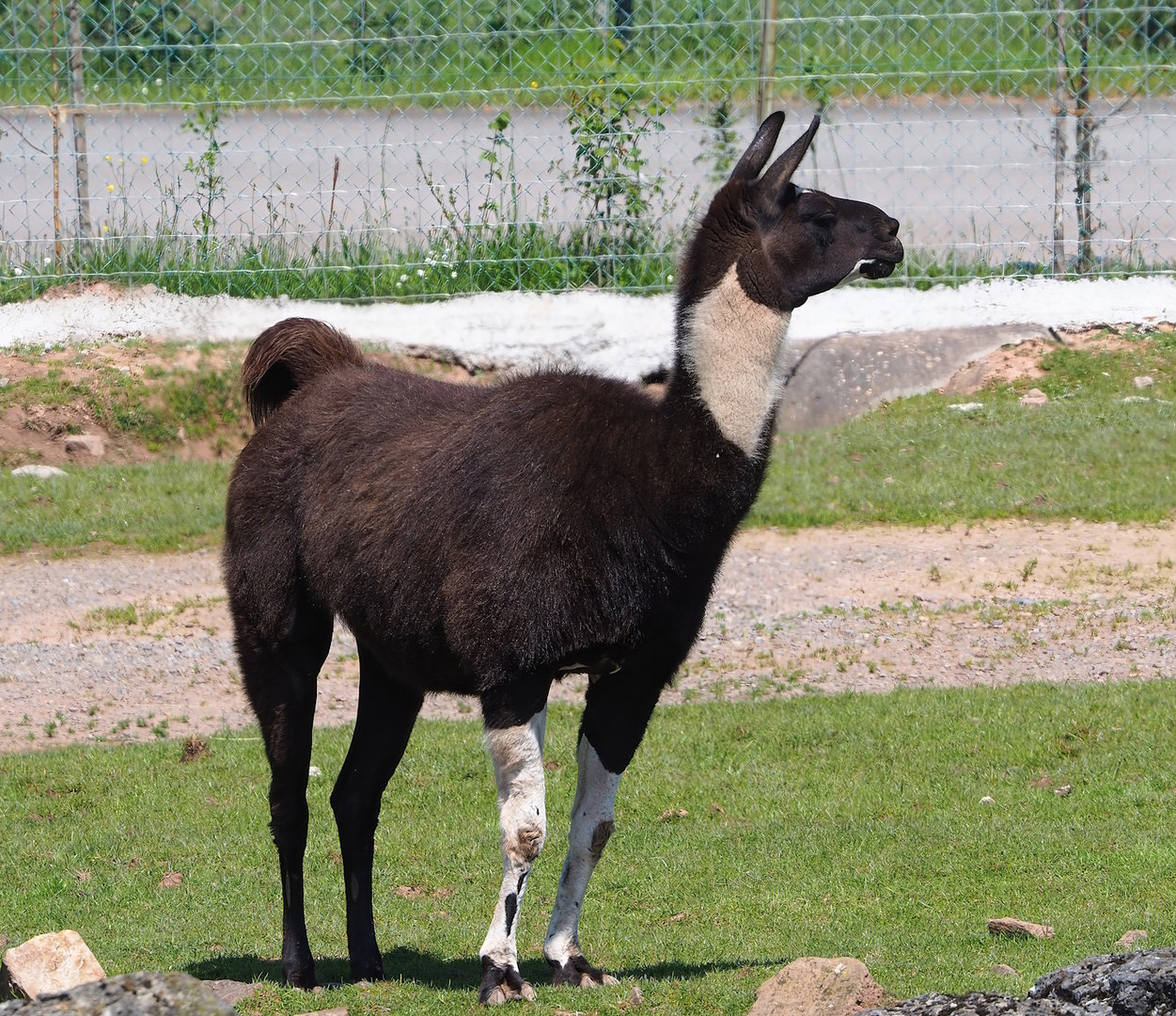 Llama (Lama glama), 2023-05-19