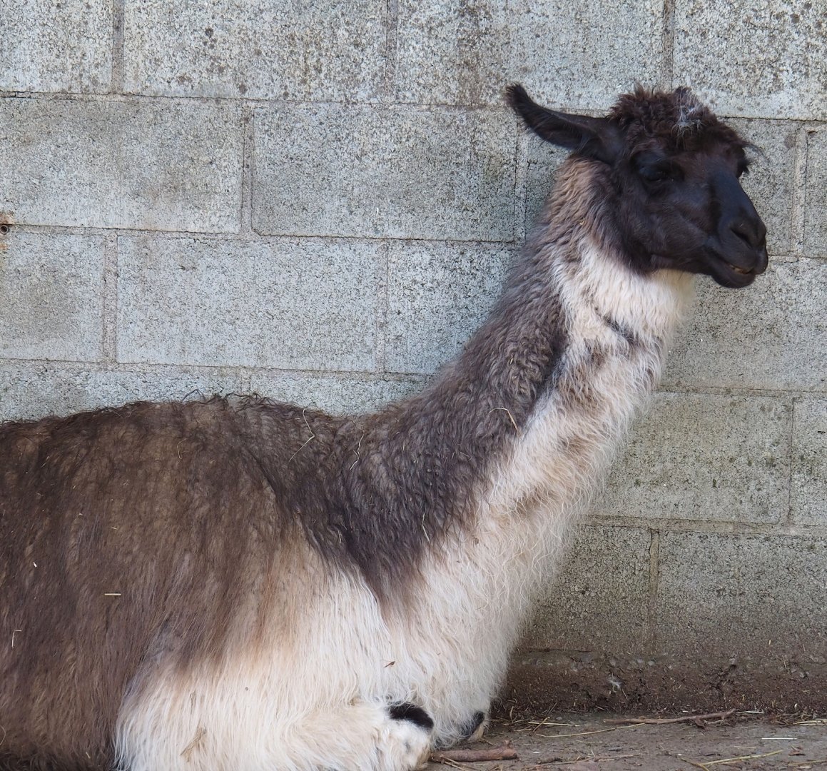 Llama (Lama glama), 2023-06-24