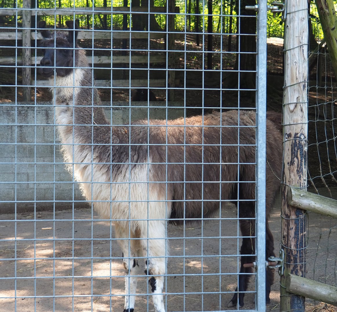 Llama (Lama glama), 2023-06-24