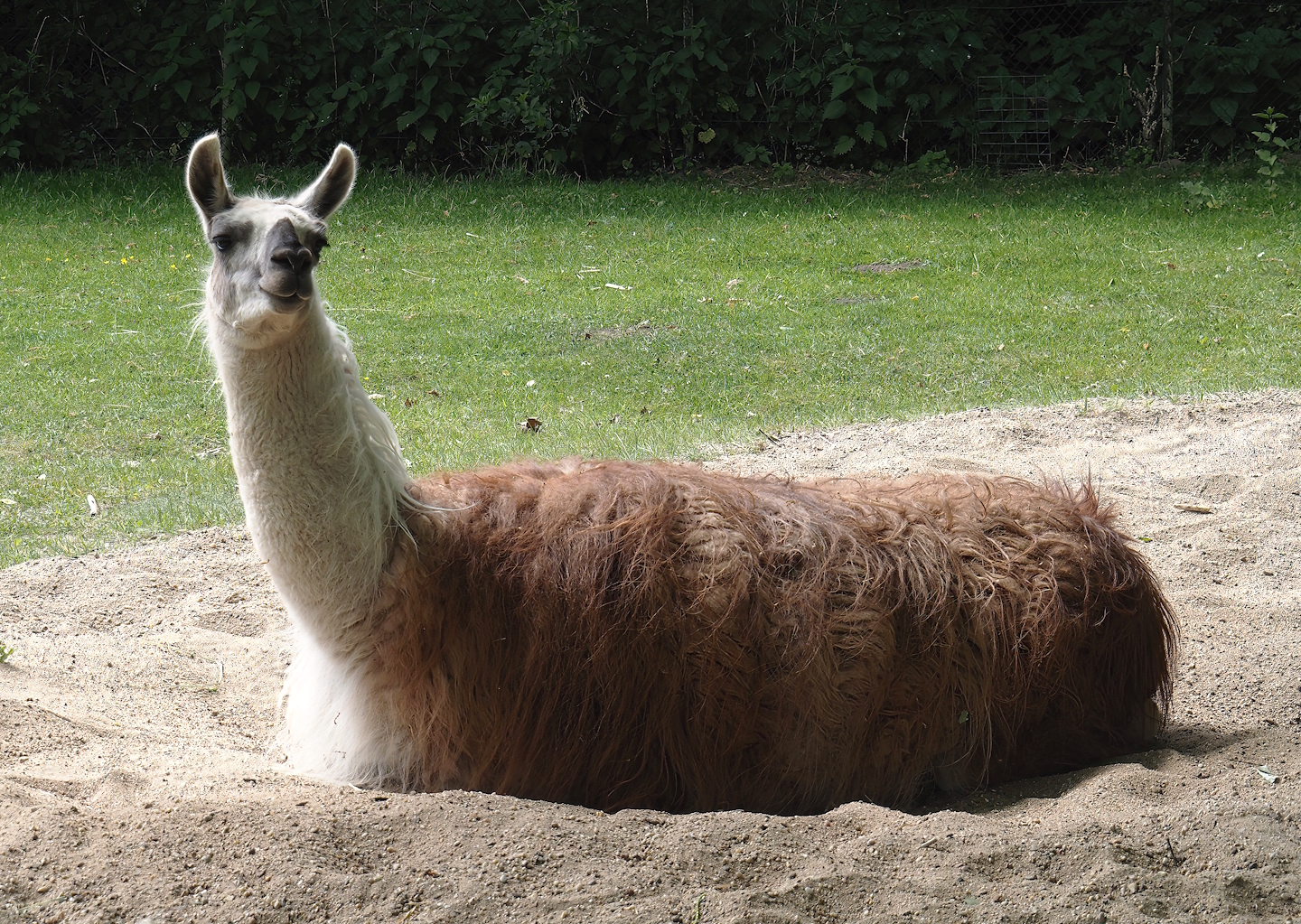 Llama (Lama glama), 2025-05-22
