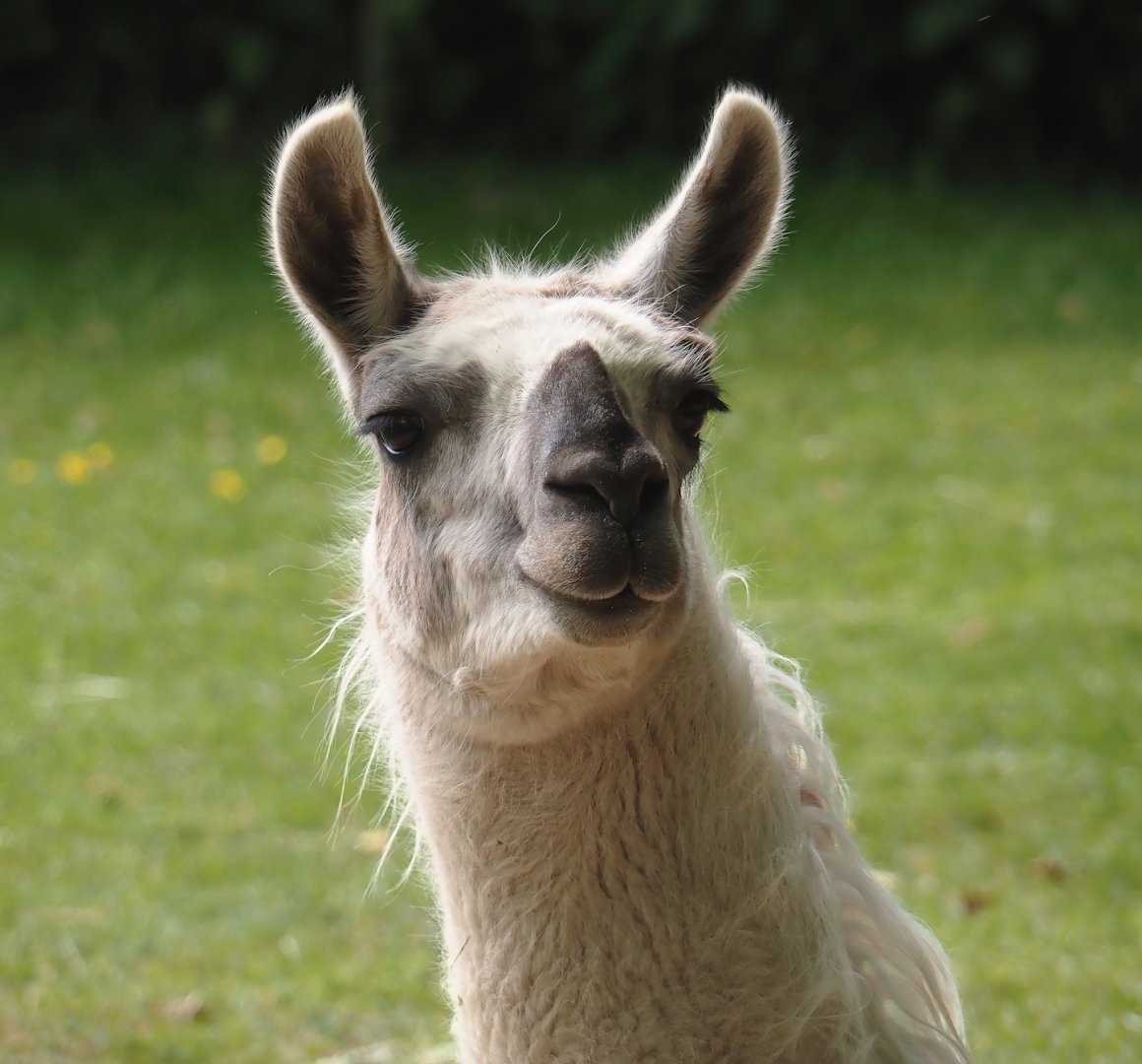 Llama (Lama glama), 2025-05-22