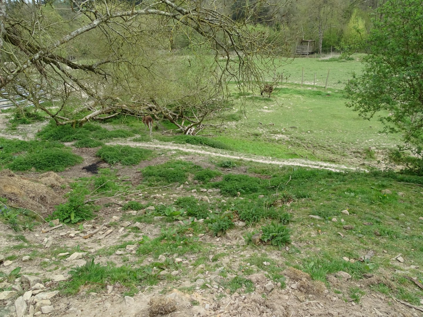 Llama (Lama glama) exhibit - Parc animalier d'Ecouves