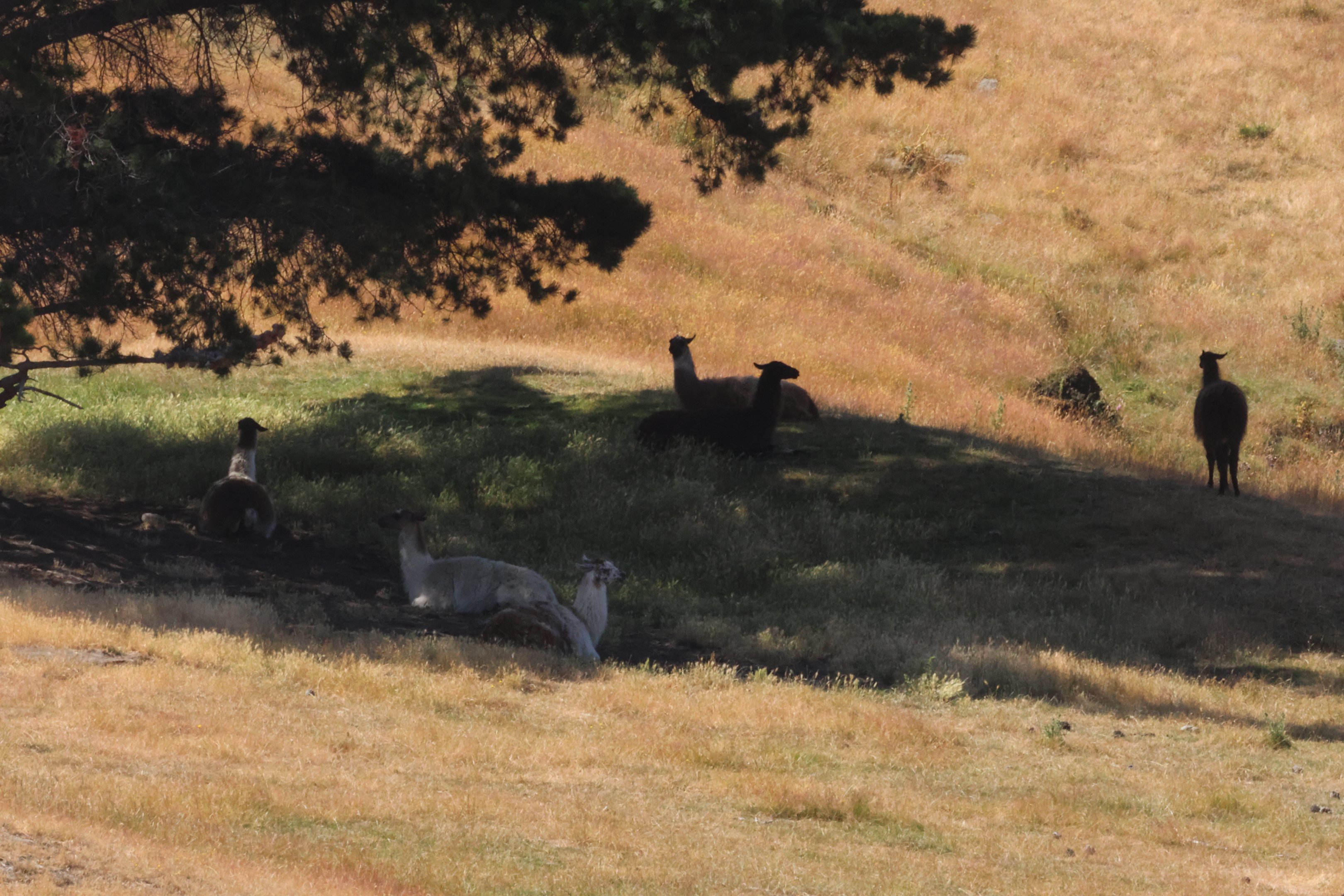 Llama (Lama glama) flock in the shade, Deer Park Heights (Queenstown)