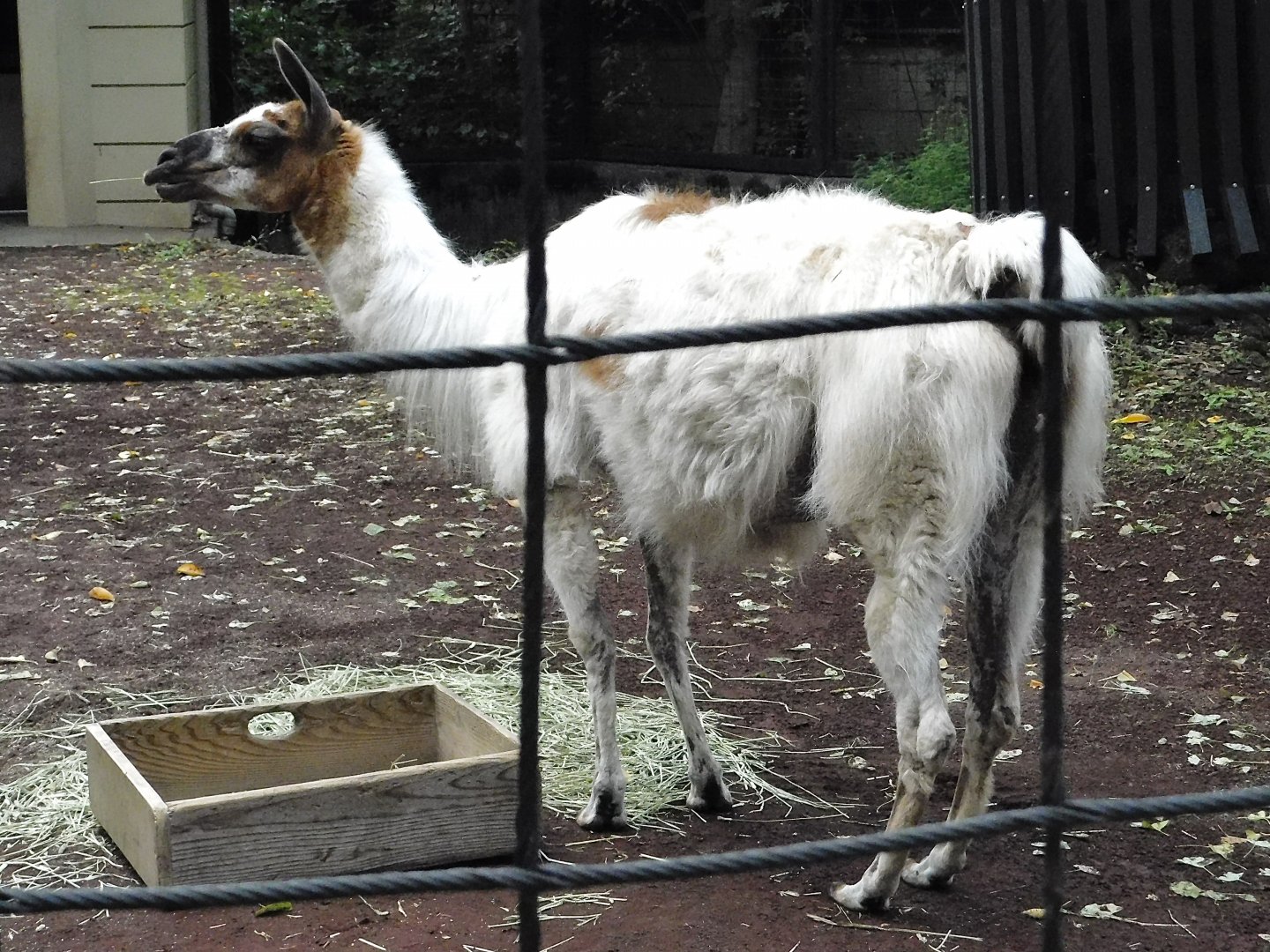 Llama (Lama glama) - Yumemigasaki Zoological Park October 12, 2025