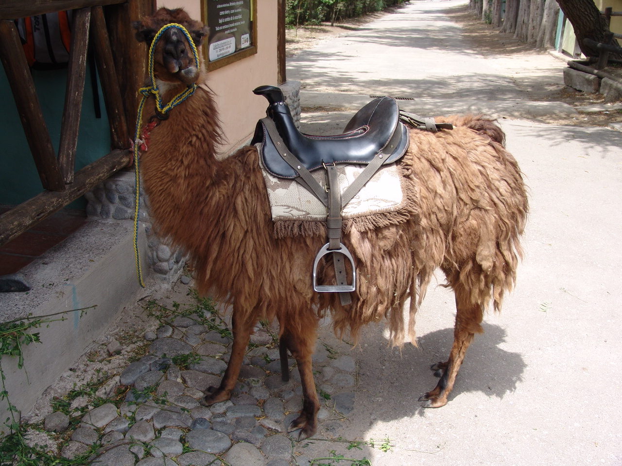Llama (Lama glama)