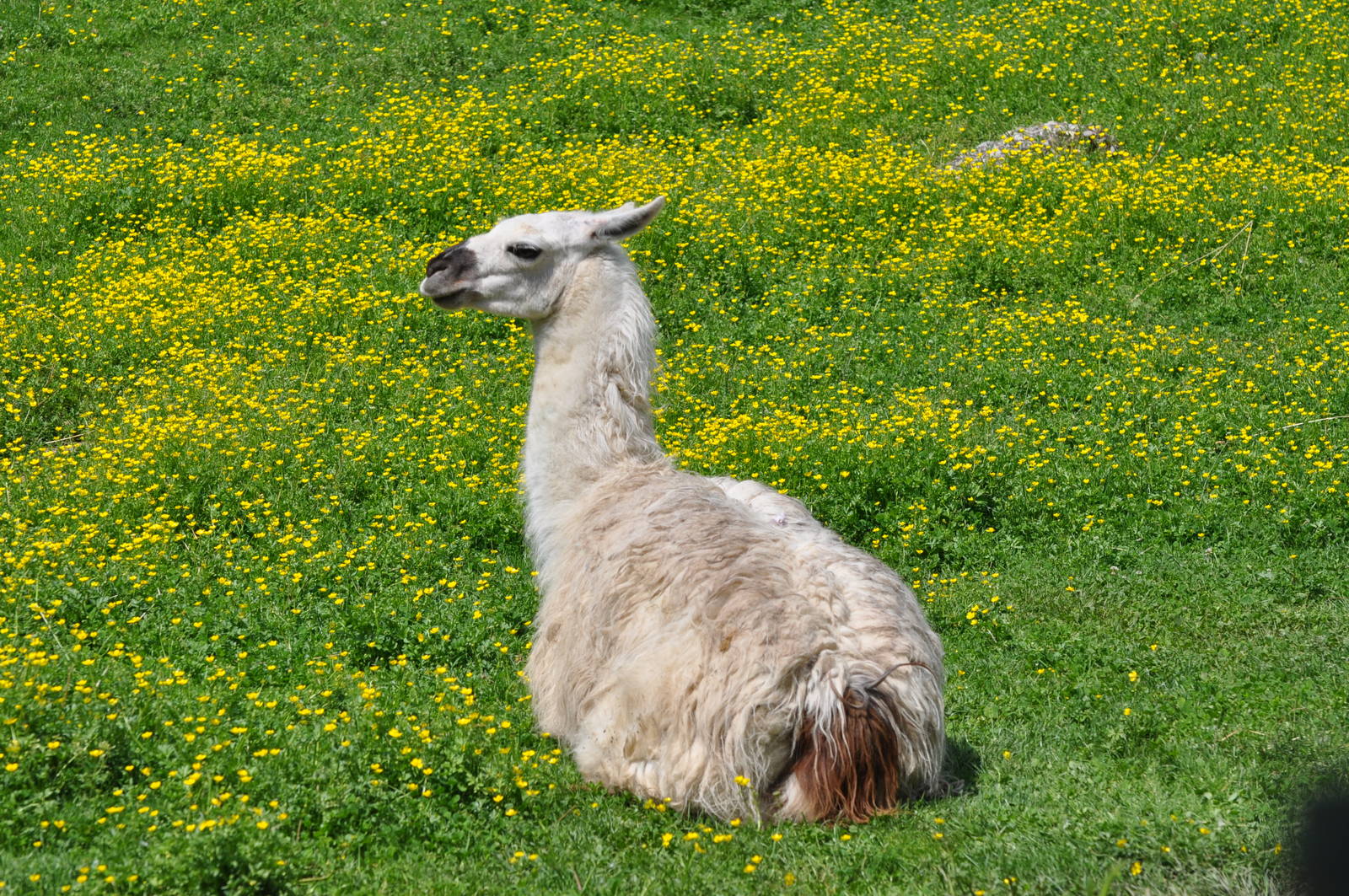 Llama/ Lama glama