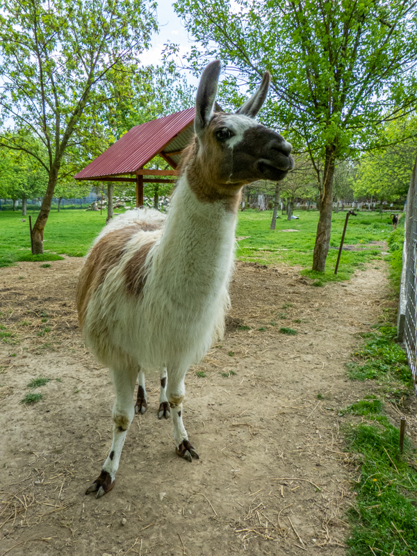 Llama / Lama glama