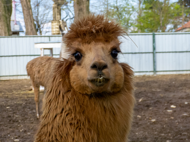 Llama (Lama glama)
