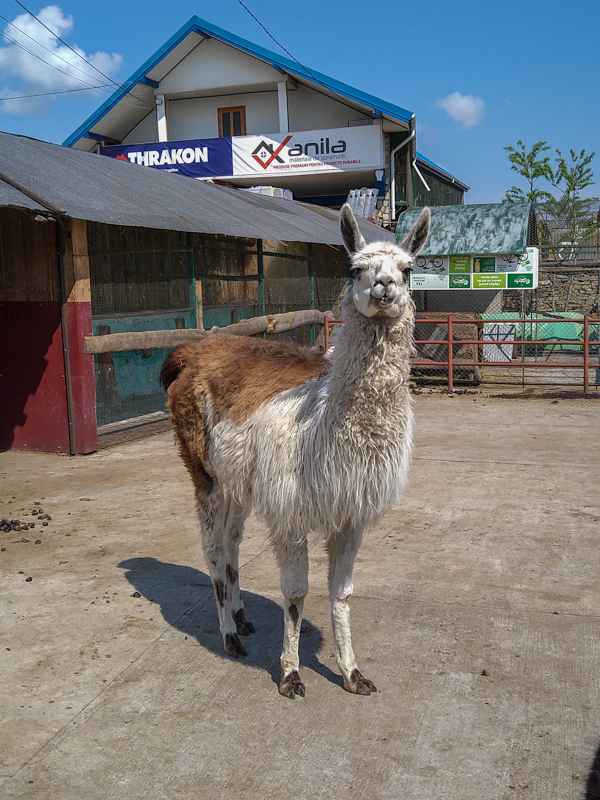 Llama (Lama glama)