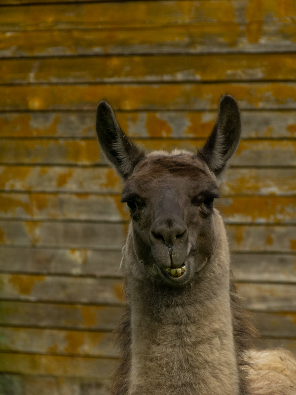 Llama (Lama glama)