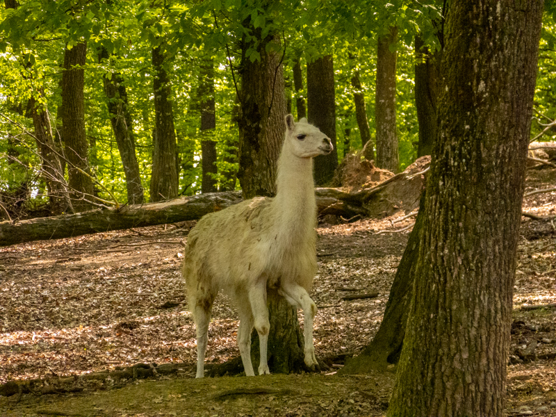 Llama (Lama glama)