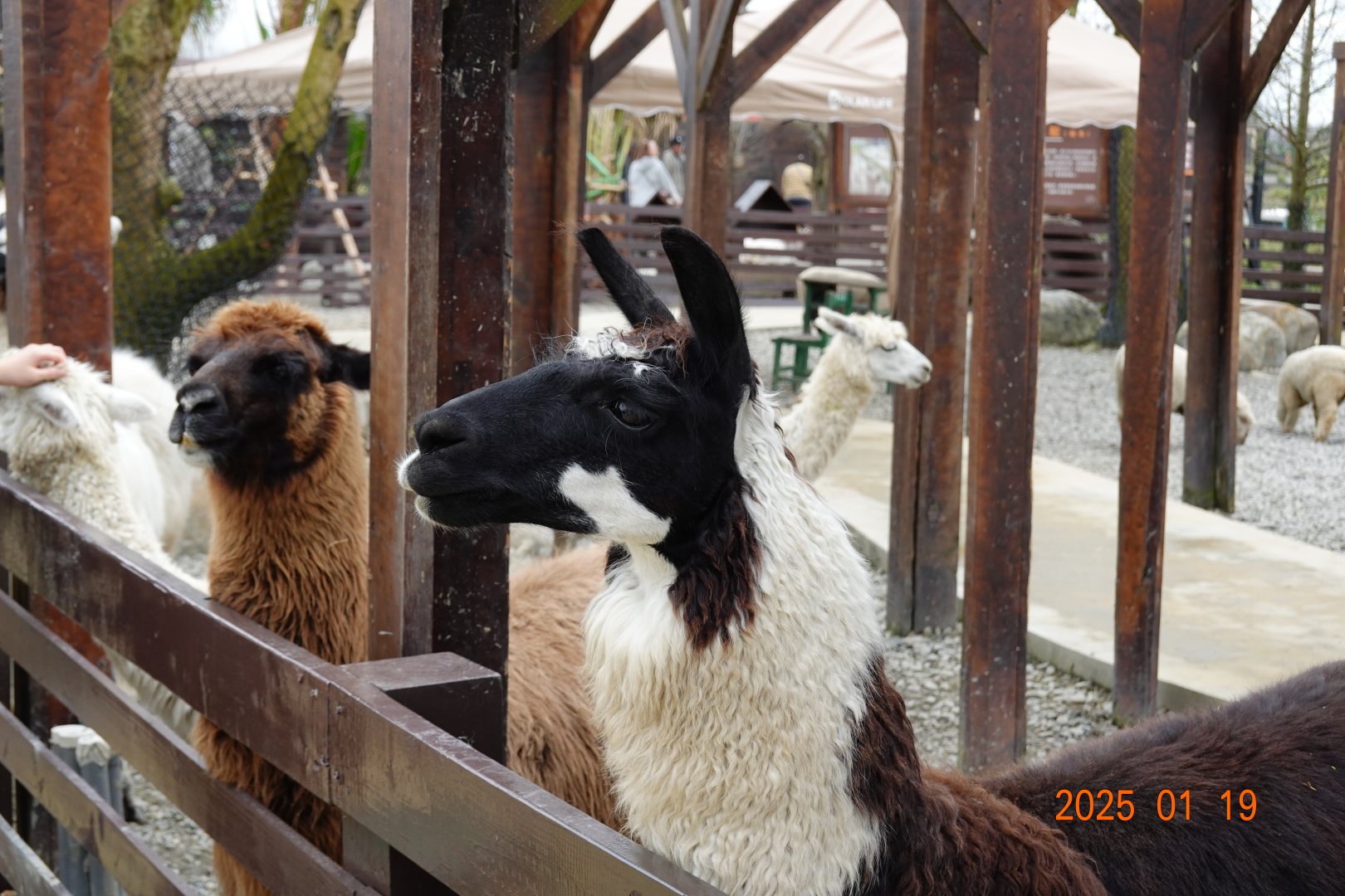 Llama (Lama guanicoe f. glama)