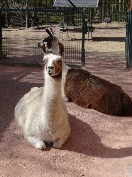 Llama (Lama guanicoe f. glama)