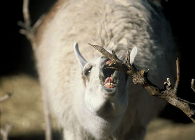 llama, New Years Eve 2009