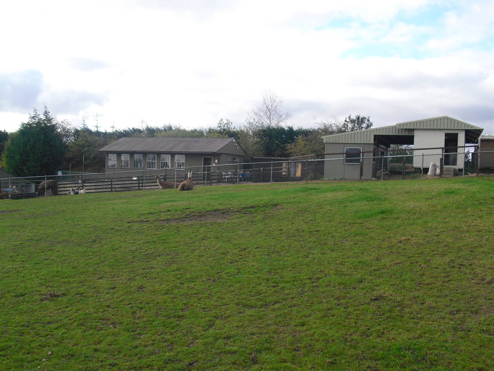 Llama Paddock - 16/10/2011