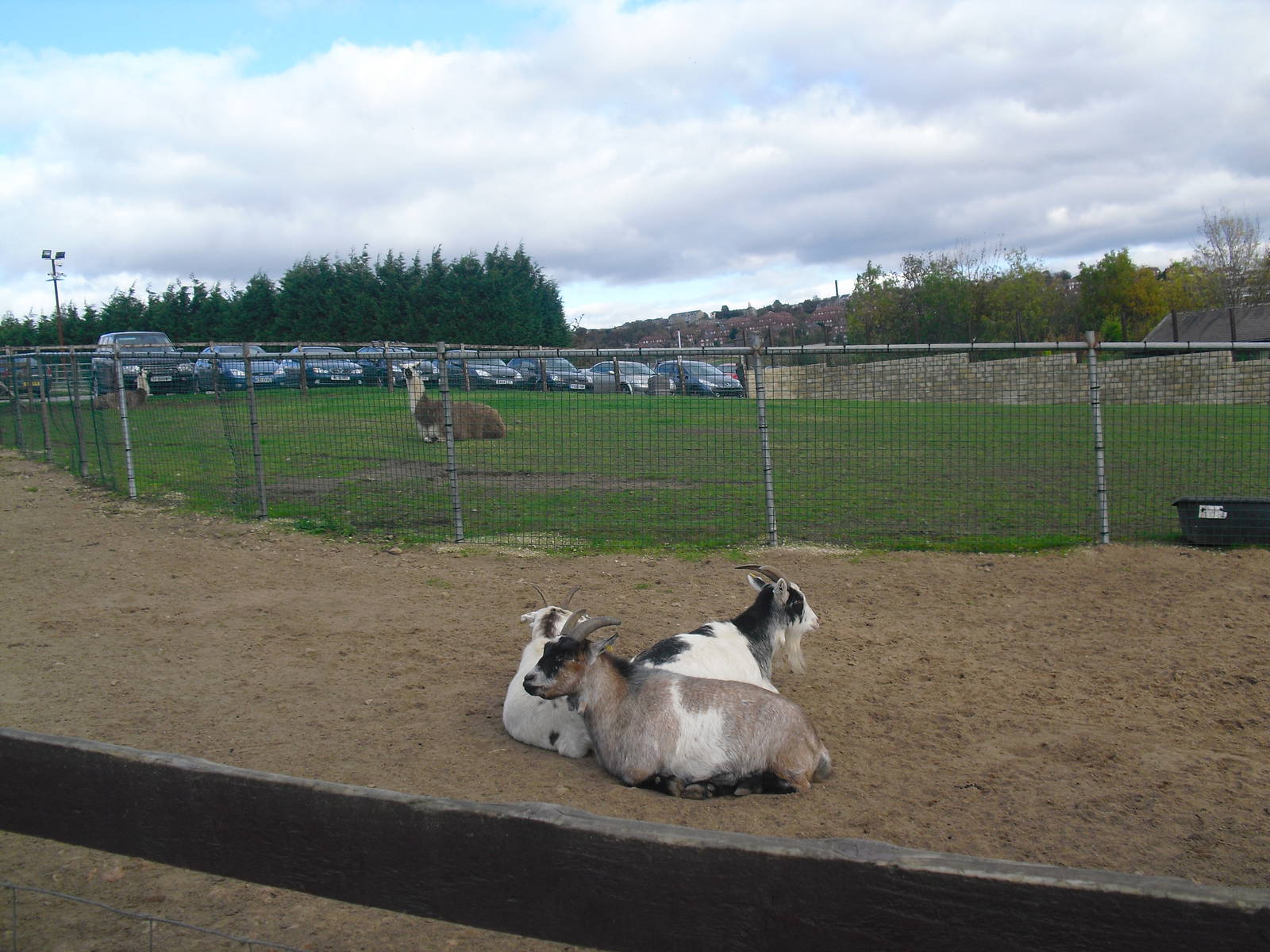 Llama Paddock - 16/10/2011