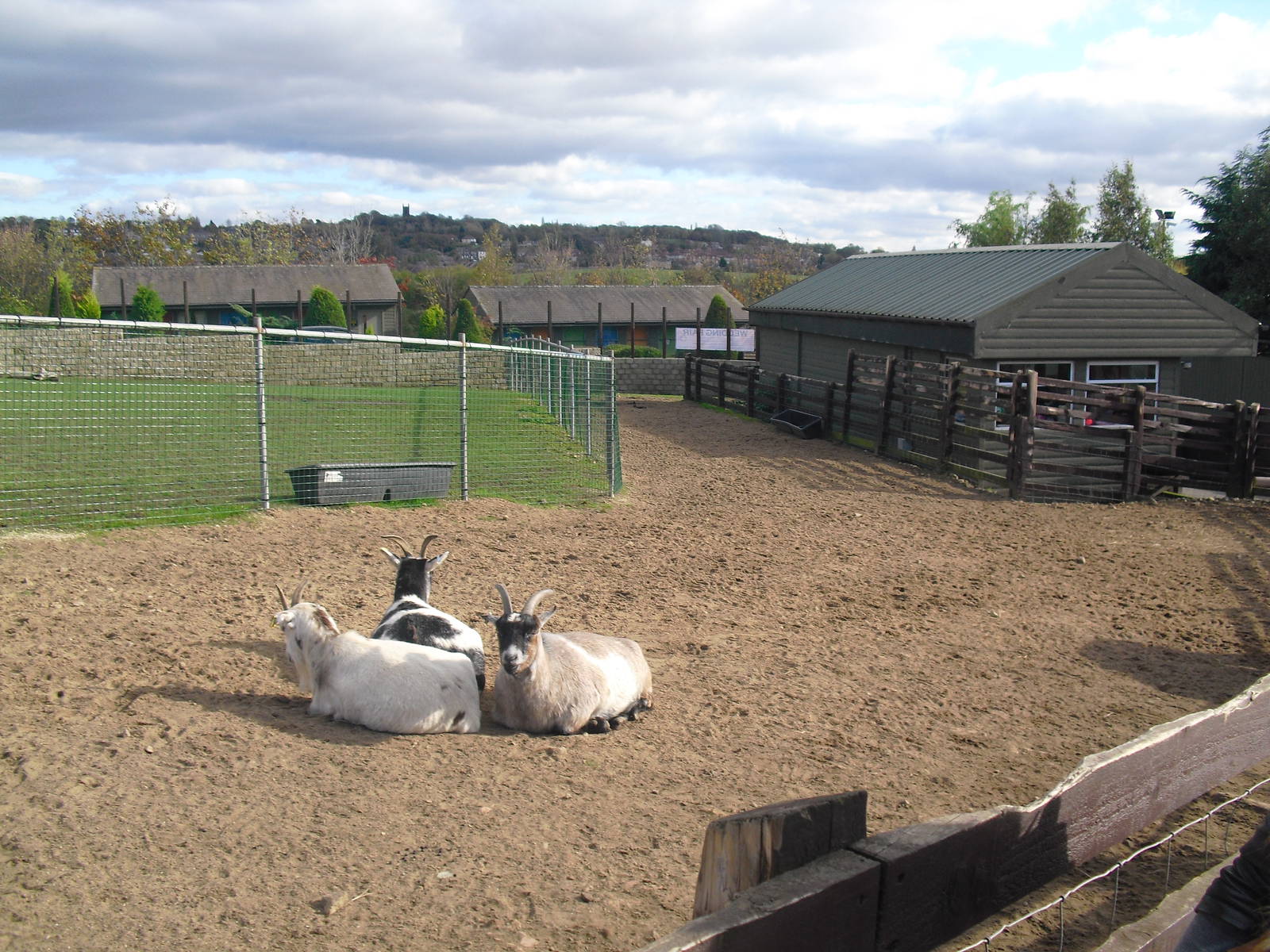 Llama Paddock - 16/10/2011