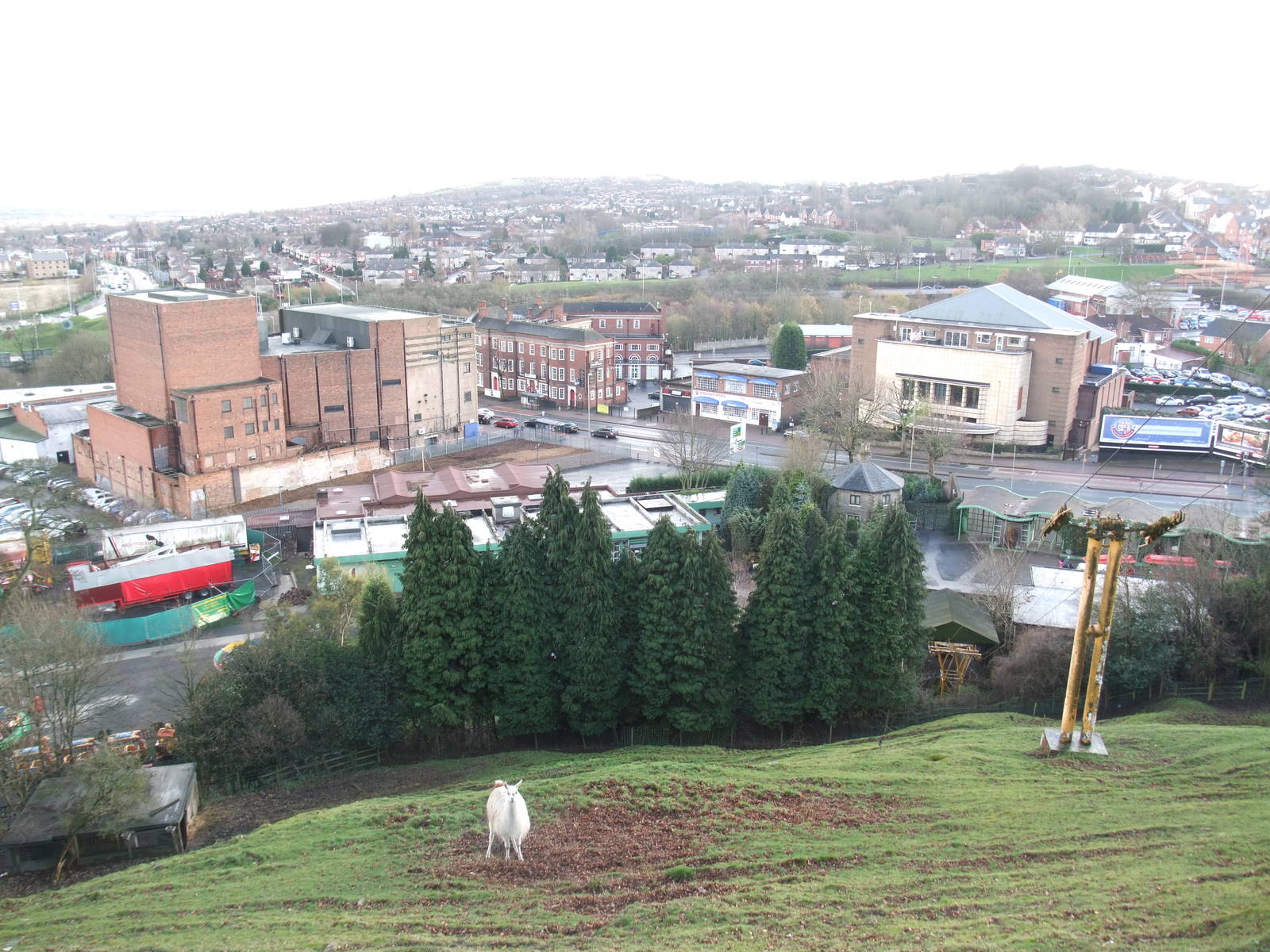 Llama Paddock at Dudley, 18/12/11