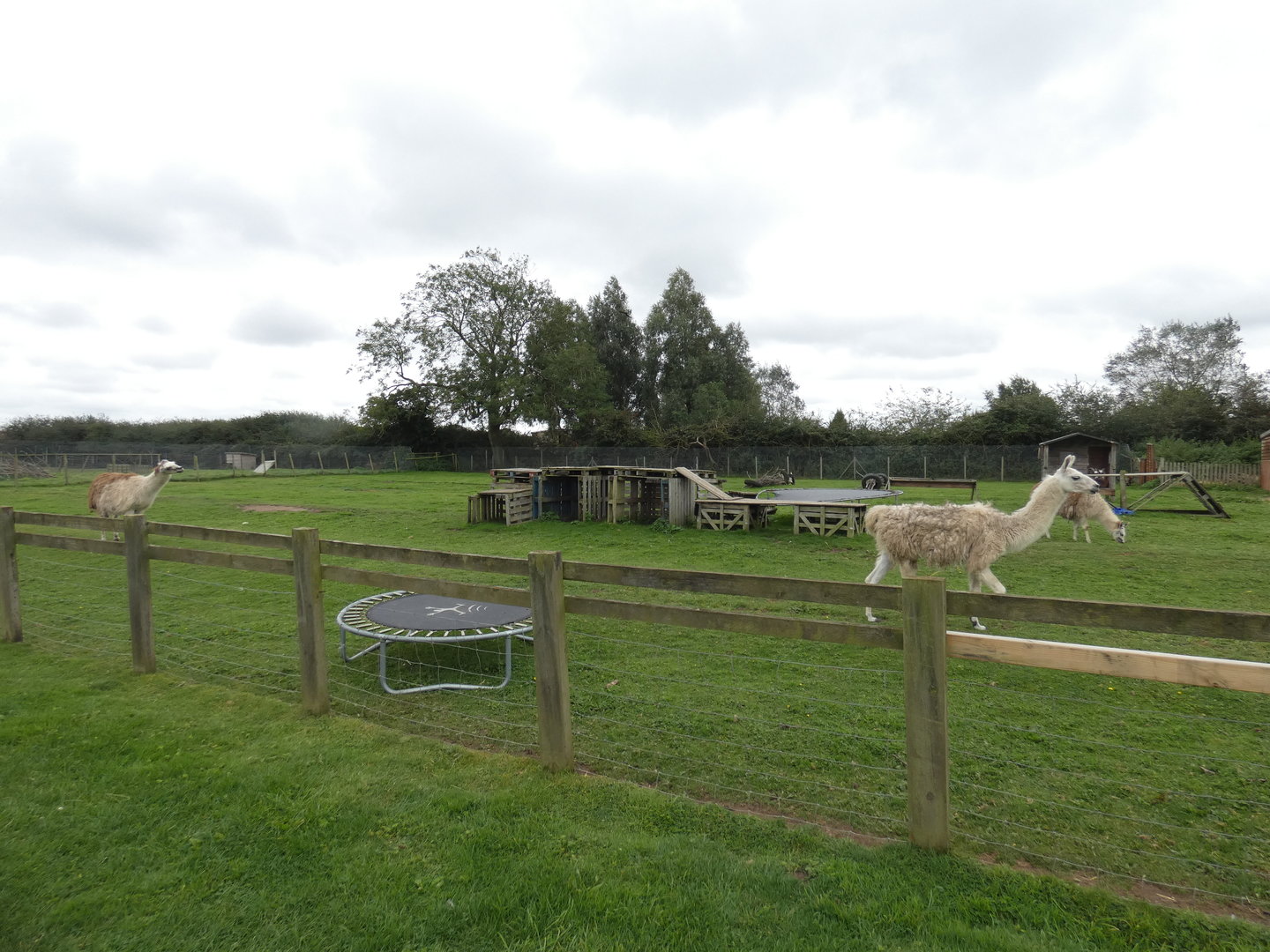 Llama paddock