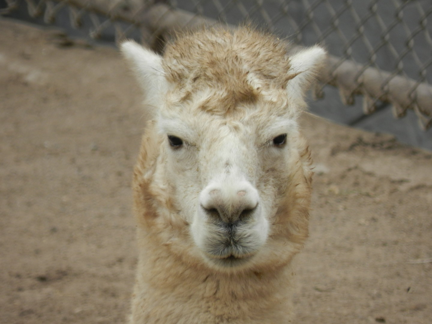 Llama - Parque Zoológico Huachipa