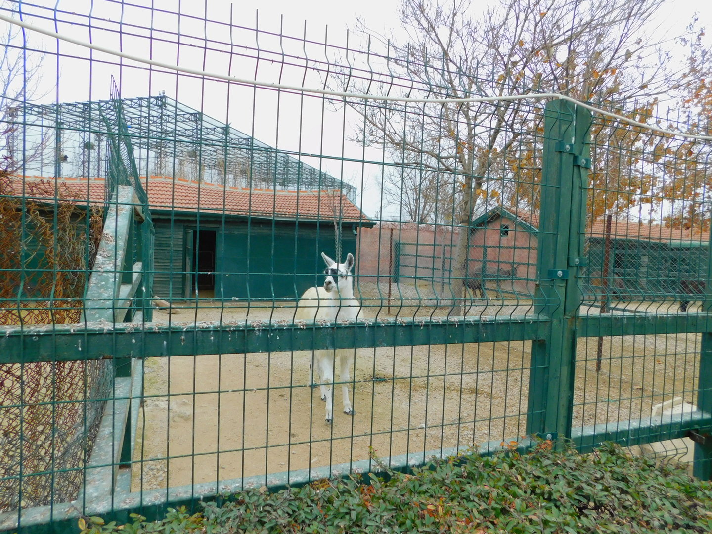 Llama Pen at the Karatay Zoo
