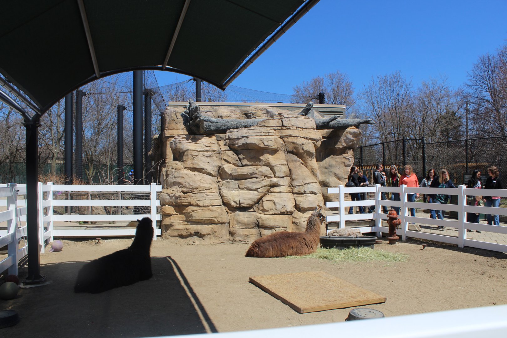 Llama Pen - Discovery Barn