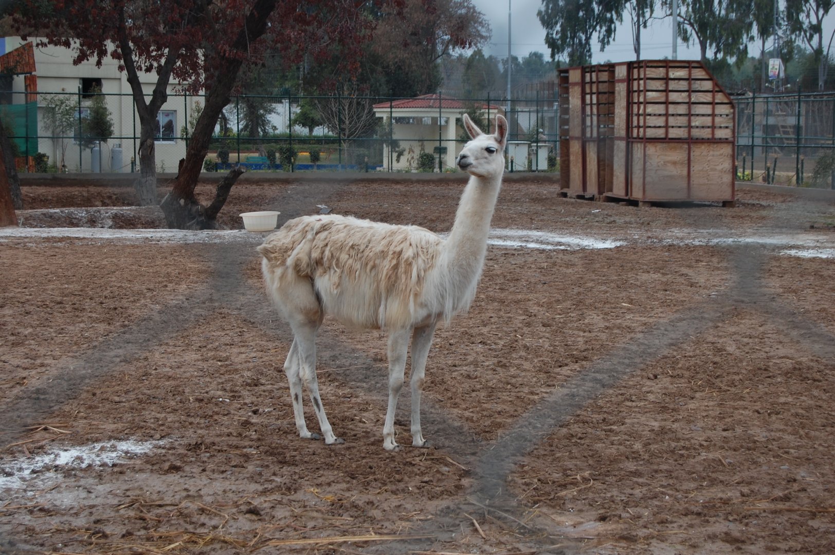 Llama - Peshawar zoo 1/3/2019