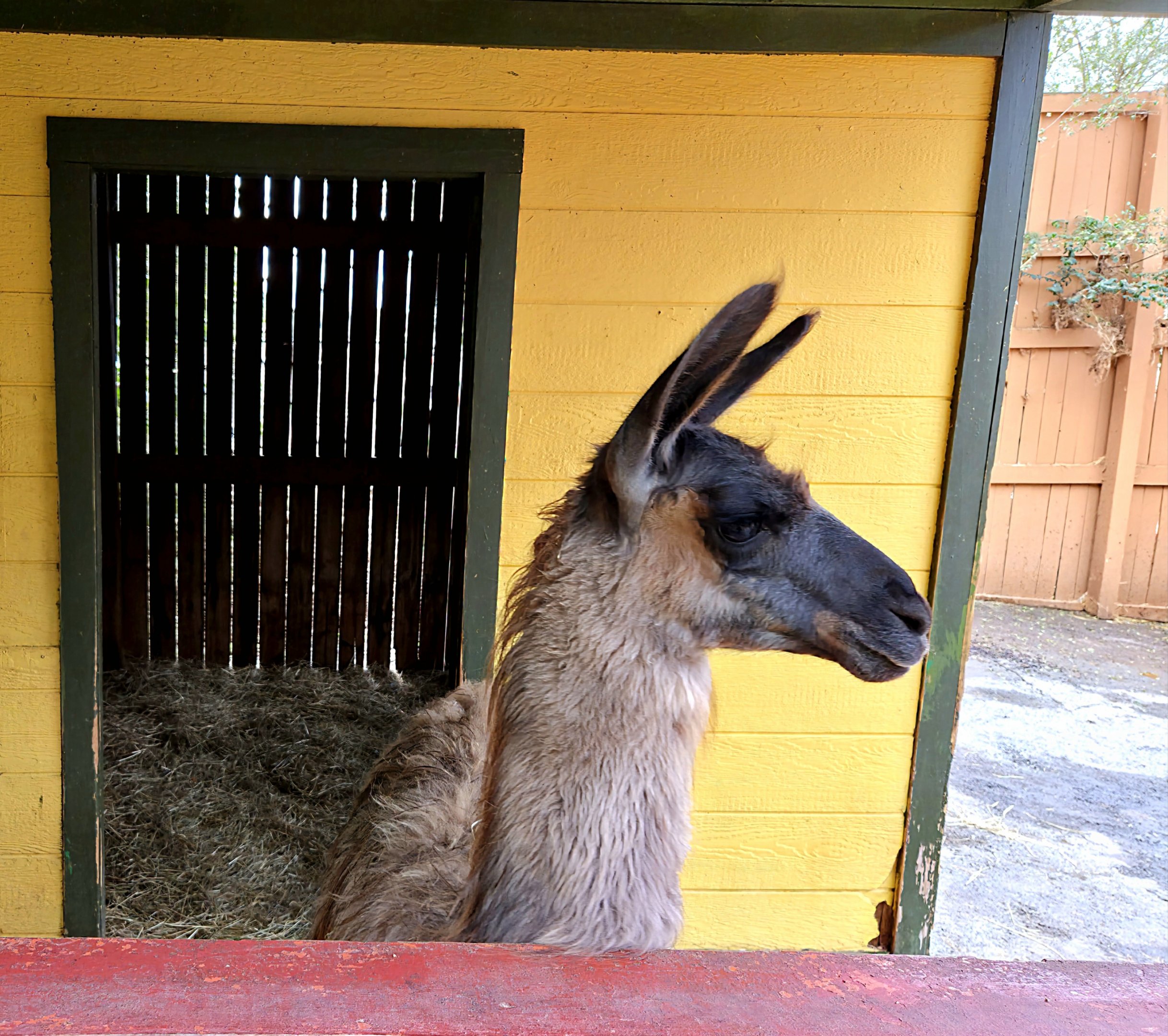 Llama - Rainforest Adventures