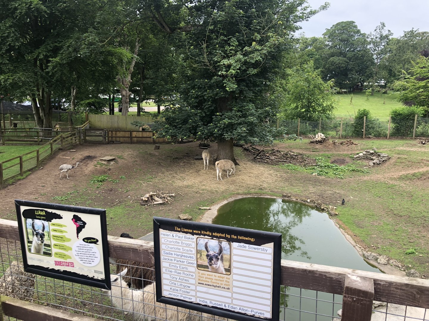 Llama/Rhea Enclosure at Sewerby Zoo (June 2023)