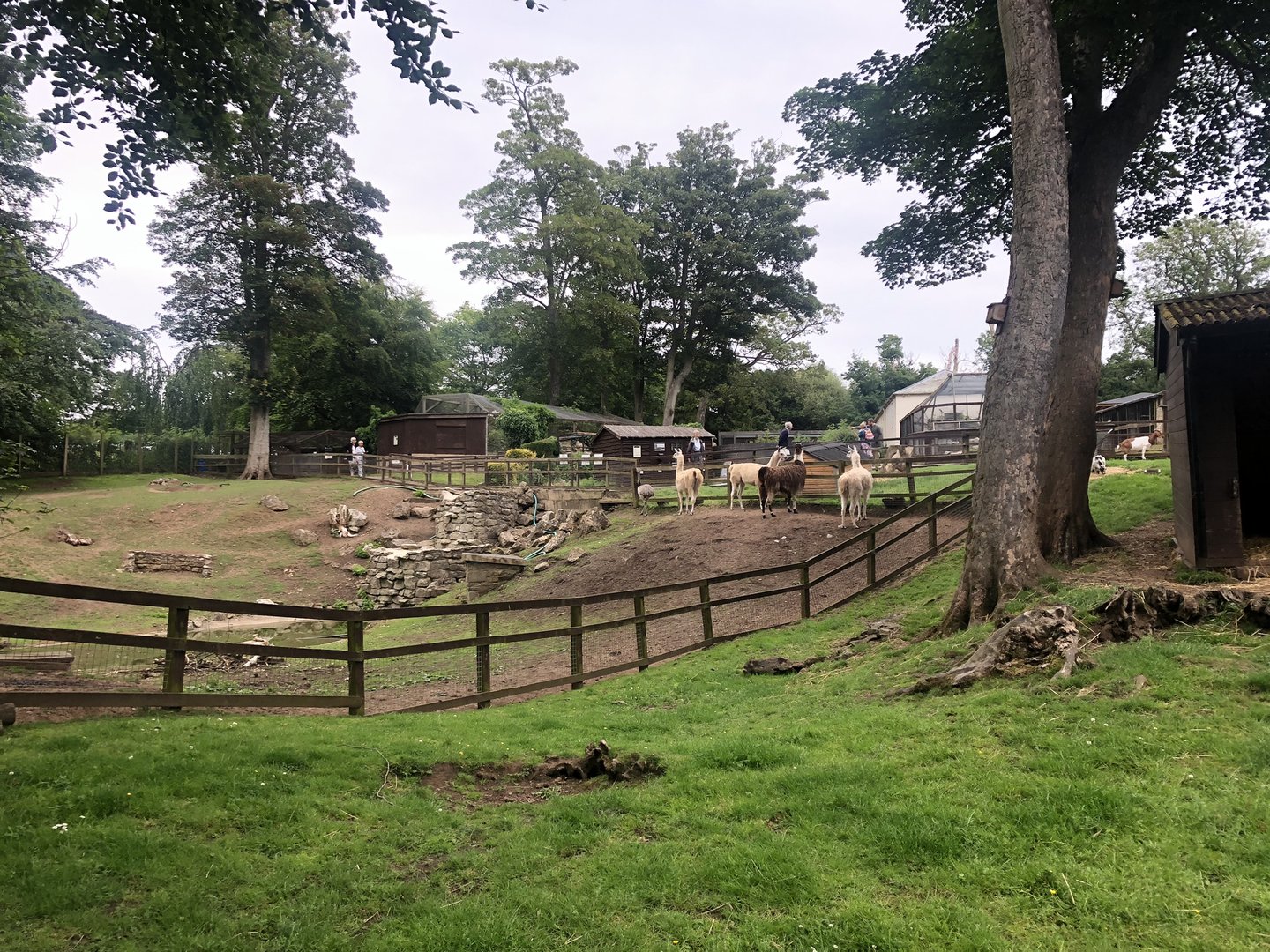 Llama/Rhea Enclosure at Sewerby Zoo (June 2023)
