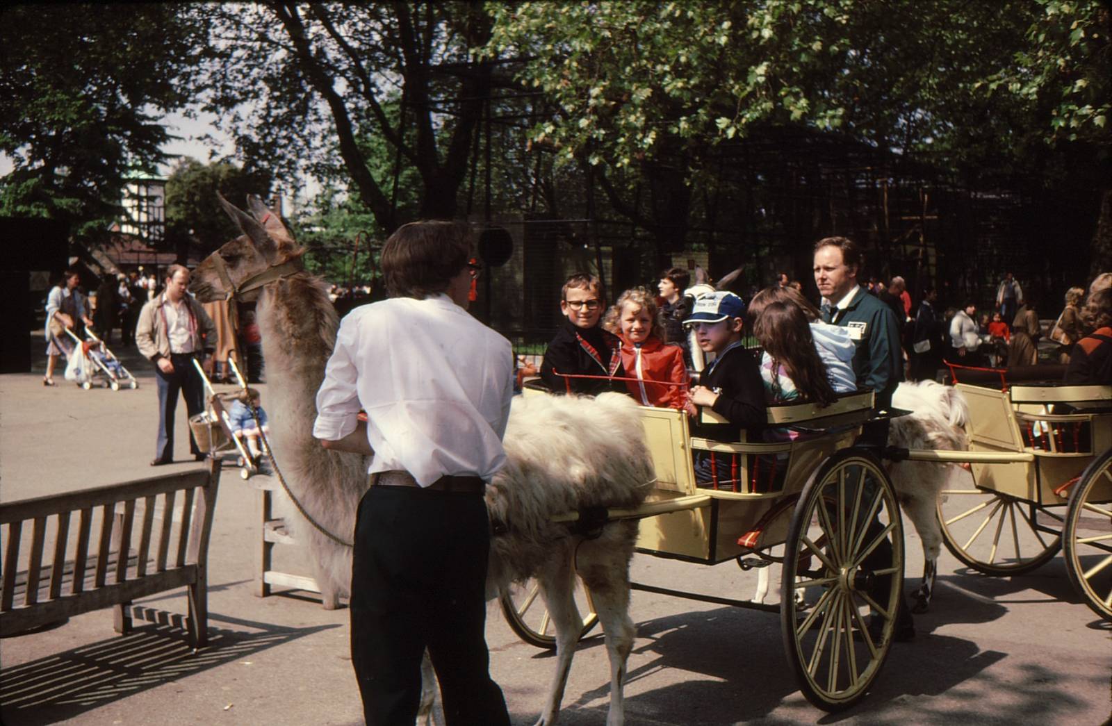 Llama Rides at London Zoo Early 1980's