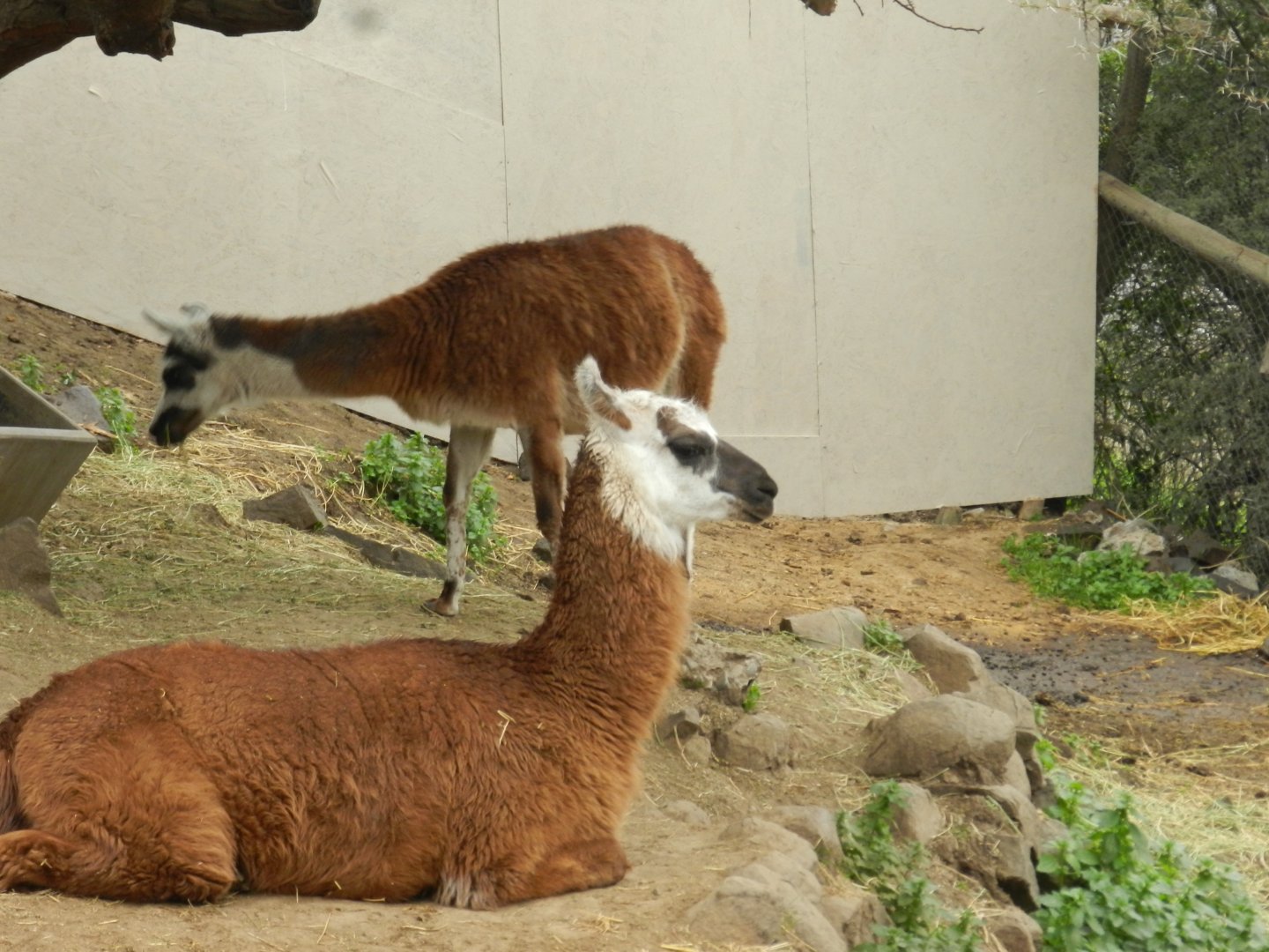 LLama - Santiago zoo (Zoologico nacional)