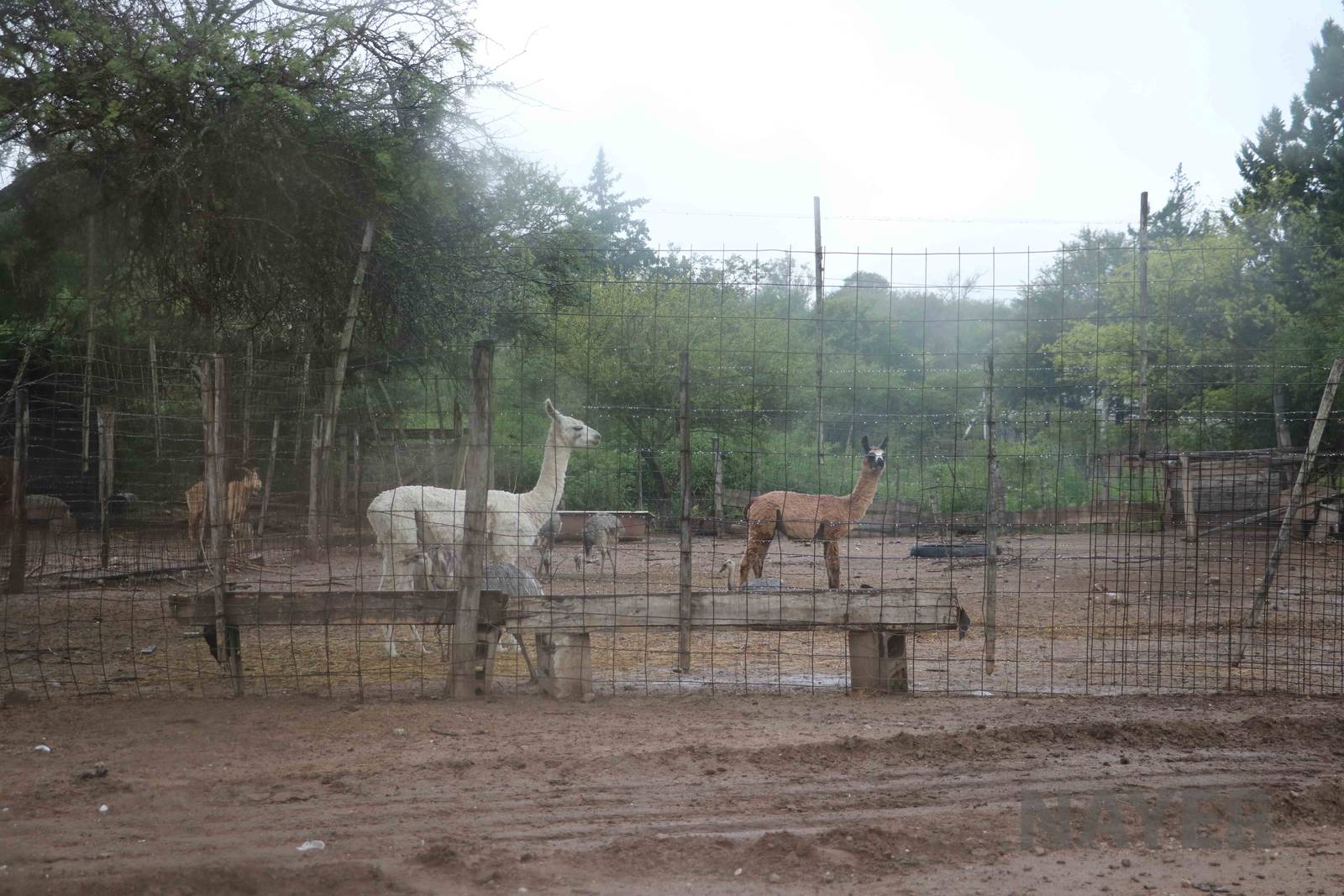 Llama, sheep and rheas - Tatu Carreta, April 2016.