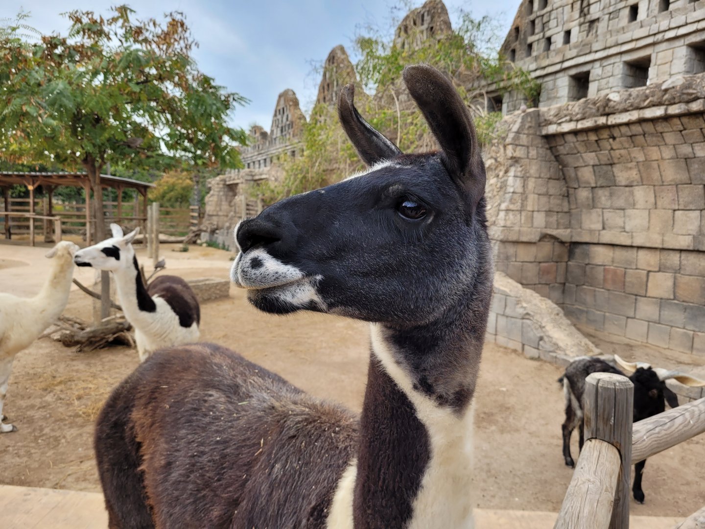 Llama -TerraNatura Benidorm (2022)