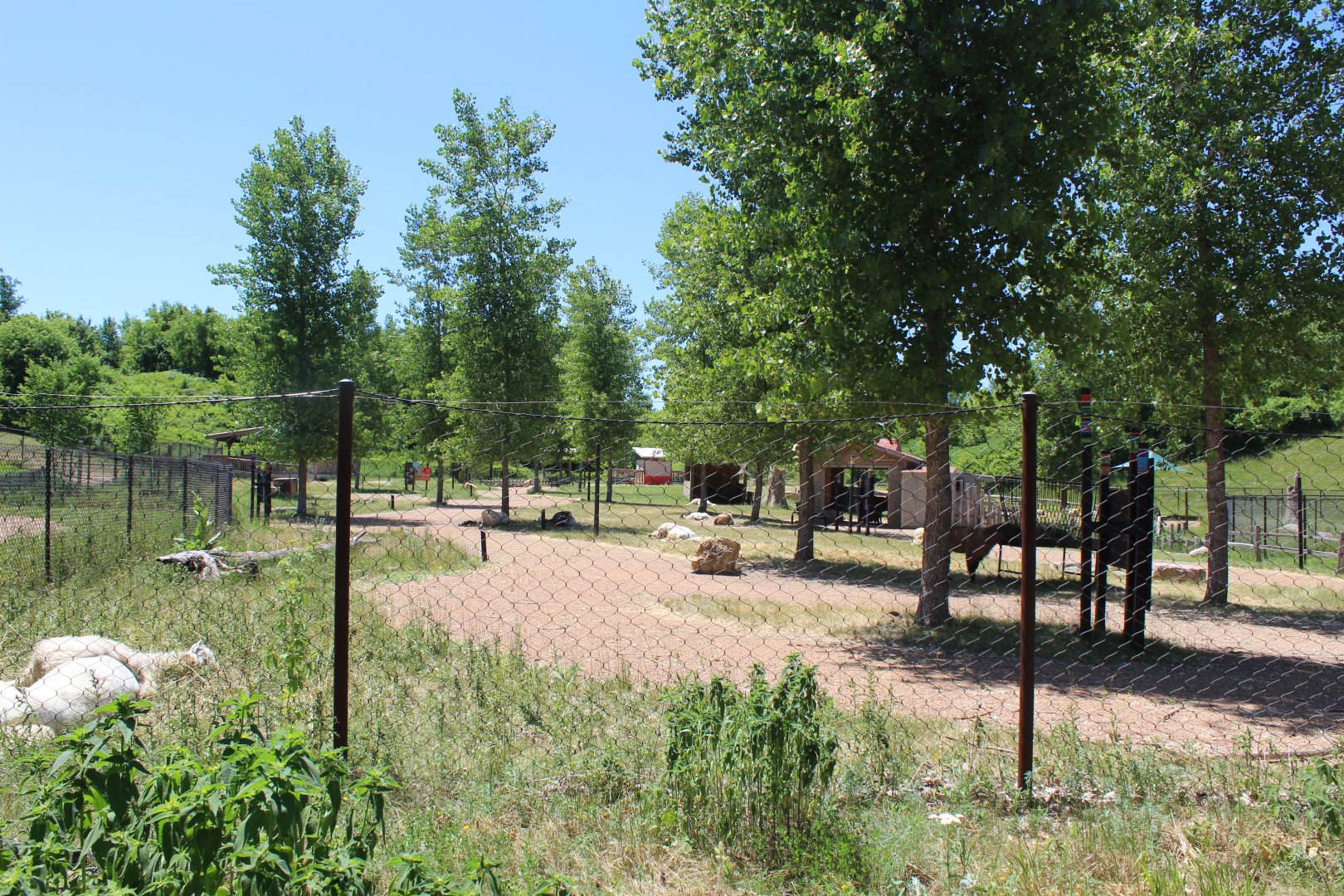 Llama Trek - Northern Trail