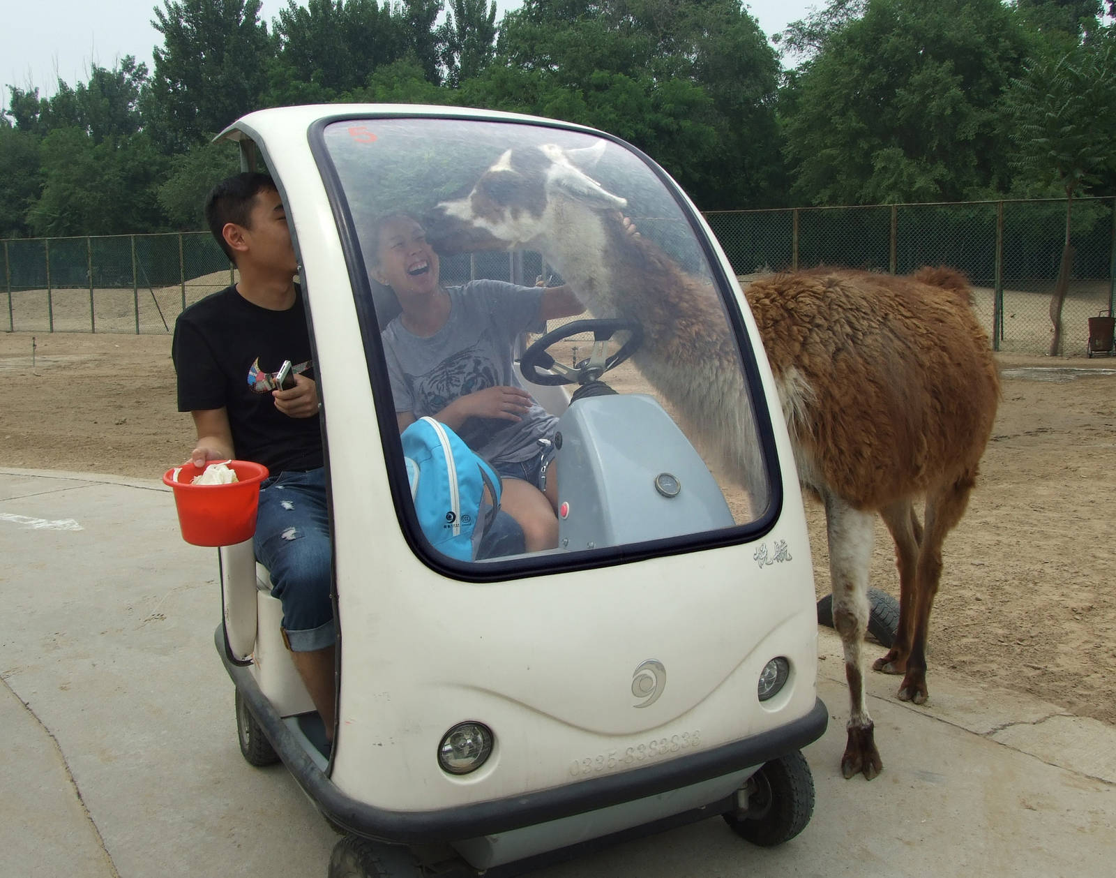 Llama wants cabbage and carrot