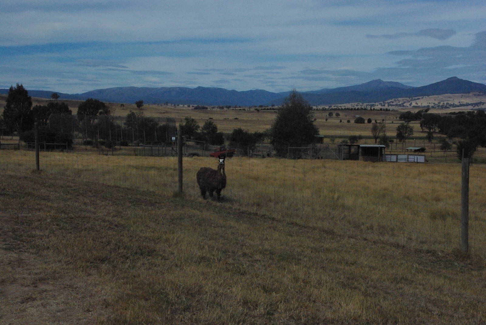 Llama & white kangaroo paddock