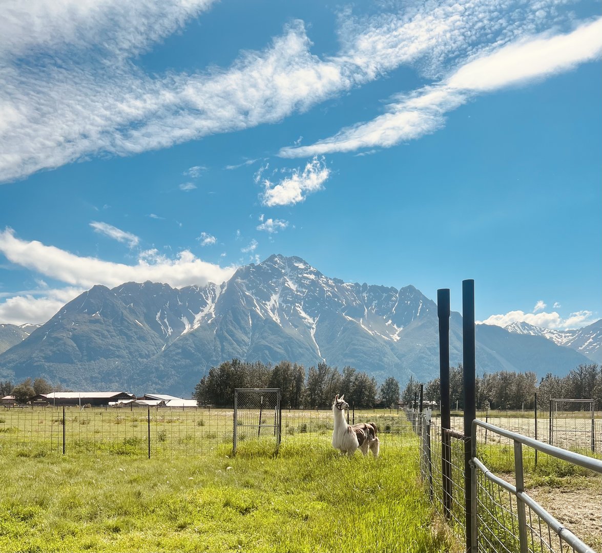 Llama with dramatic backdrop